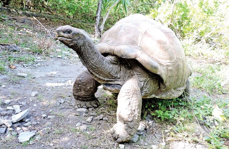 Île aux Aigrettes: A Conservation Sanctuary