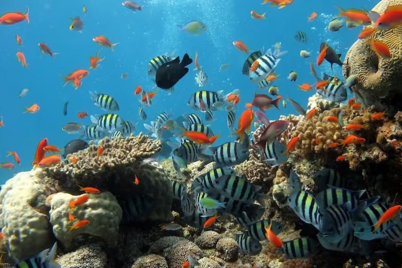 Snorkeling and Diving in Mauritius