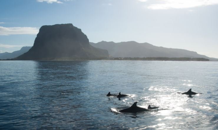 Whale and Dolphin Watching in Tamarin Bay